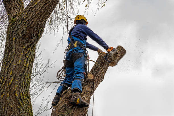 How Our Tree Care Process Works  in  Hasley Canyon, CA